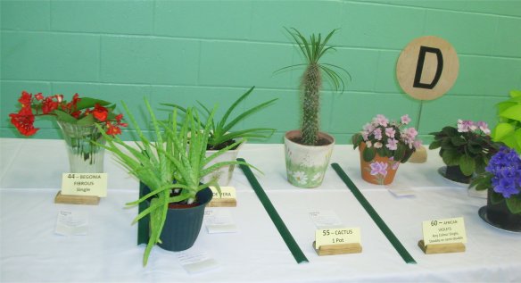 Begonias, Aloe Vera, Cactus and African Violets